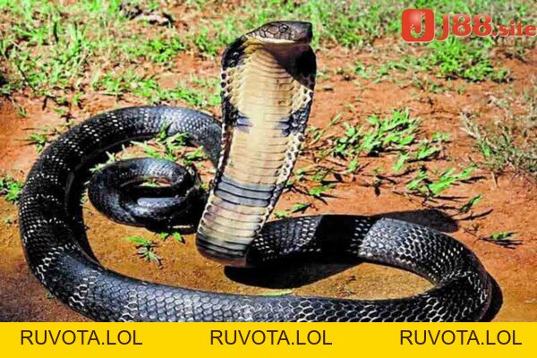 Nằm mơ thấy bắt rắn nên đánh lô gì? - RUVOTA.LOL