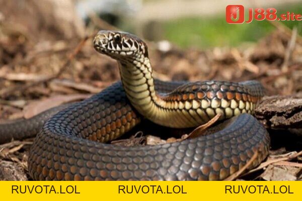 Nằm mơ thấy bắt rắn nên đánh lô gì? - RUVOTA.LOL