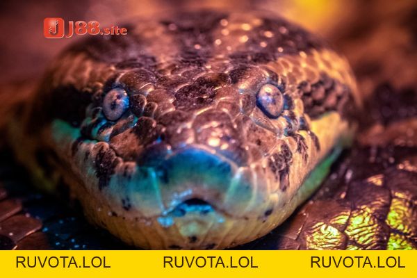 Mơ thấy trăn đánh con mấy sẽ trúng thưởng to? - RUVOTA.LOL Mơ thấy trăn đánh con mấy sẽ trúng thưởng to? - RUVOTA.LOL