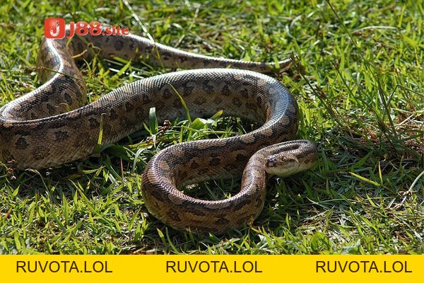 Mơ thấy trăn đánh con mấy sẽ trúng thưởng to? - RUVOTA.LOL Mơ thấy trăn đánh con mấy sẽ trúng thưởng to? - RUVOTA.LOL