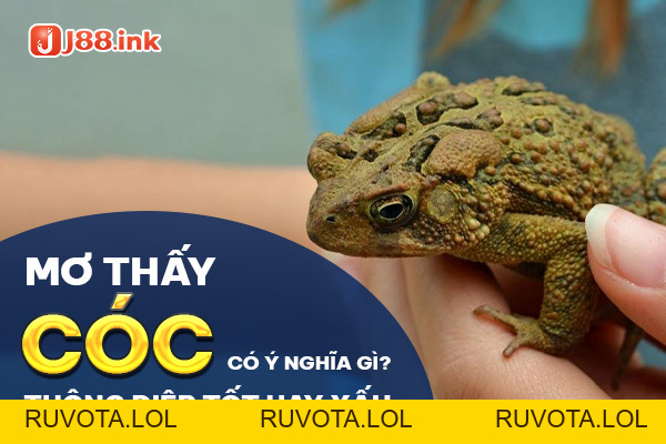 Mơ thấy cóc có ý nghĩa gì? Thông điệp tốt hay xấu? - RUVOTA.LOL Mơ thấy cóc có ý nghĩa gì? Thông điệp tốt hay xấu? - RUVOTA.LOL