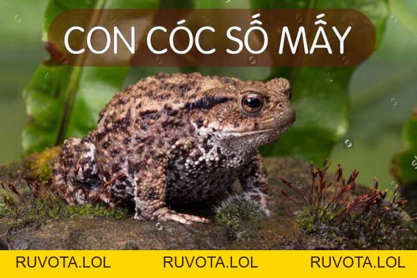 Mơ thấy cóc có ý nghĩa gì? Thông điệp tốt hay xấu? - RUVOTA.LOL Mơ thấy cóc có ý nghĩa gì? Thông điệp tốt hay xấu? - RUVOTA.LOL