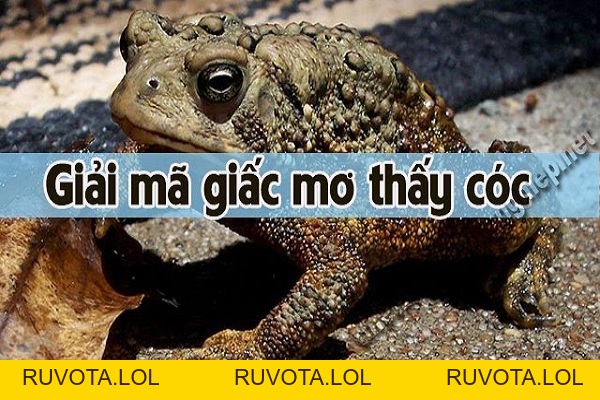 Mơ thấy cóc có ý nghĩa gì? Thông điệp tốt hay xấu? - RUVOTA.LOL Mơ thấy cóc có ý nghĩa gì? Thông điệp tốt hay xấu? - RUVOTA.LOL