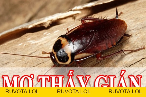 Luận giải giấc mơ thấy gián là điềm báo tốt hay xấu - RUVOTA.LOL Luận giải giấc mơ thấy gián là điềm báo tốt hay xấu - RUVOTA.LOL