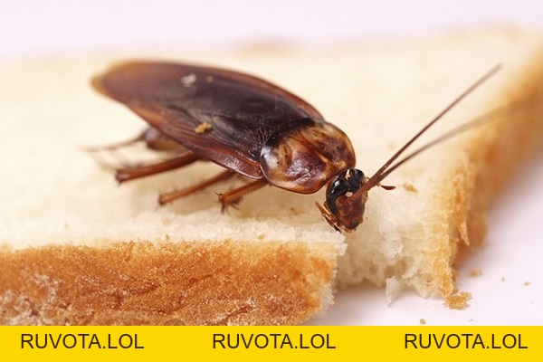 Luận giải giấc mơ thấy gián là điềm báo tốt hay xấu - RUVOTA.LOL Luận giải giấc mơ thấy gián là điềm báo tốt hay xấu - RUVOTA.LOL