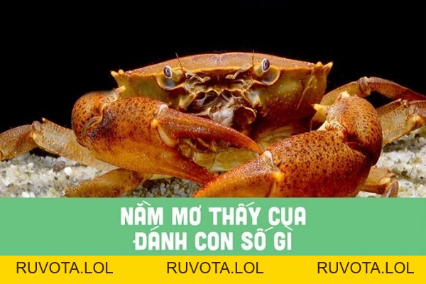 Ngủ mơ thấy cua - Giải mã ý nghĩa chi tiết nhất - RUVOTA.LOL Ngủ mơ thấy cua - Giải mã ý nghĩa chi tiết nhất - RUVOTA.LOL