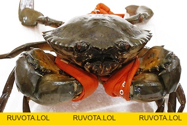 Ngủ mơ thấy cua - Giải mã ý nghĩa chi tiết nhất - RUVOTA.LOL Ngủ mơ thấy cua - Giải mã ý nghĩa chi tiết nhất - RUVOTA.LOL