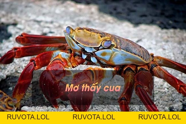 Ngủ mơ thấy cua - Giải mã ý nghĩa chi tiết nhất - RUVOTA.LOL Ngủ mơ thấy cua - Giải mã ý nghĩa chi tiết nhất - RUVOTA.LOL
