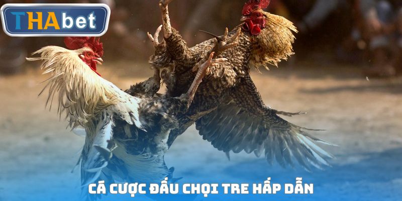 Đá Gà THABET - Hệ Thống Sân Chơi Đấu Chọi Siêu Kịch Tính - RUVOTA.LOL
