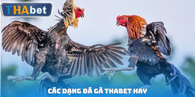 Đá Gà THABET - Hệ Thống Sân Chơi Đấu Chọi Siêu Kịch Tính - RUVOTA.LOL