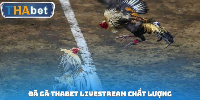 Đá Gà THABET - Hệ Thống Sân Chơi Đấu Chọi Siêu Kịch Tính - RUVOTA.LOL